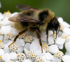 Bombus flavidus flavidus