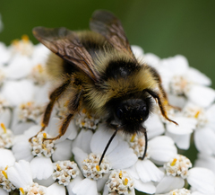 Bombus flavidus flavidus