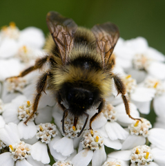 Bombus flavidus flavidus