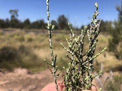 Ozothamnus diotophyllus