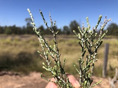 Ozothamnus diotophyllus