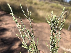 Ozothamnus diotophyllus
