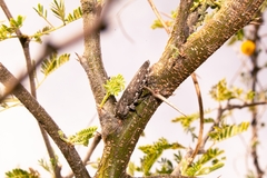 Chrysobothris basalis