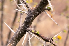 Chrysobothris basalis
