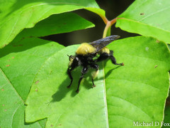 Laphria macquarti