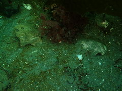 Callophyllis flabellulata