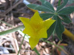 Calochortus monophyllus