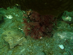 Callophyllis flabellulata