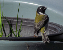 Melithreptus affinis