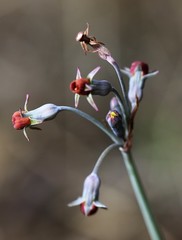 Tulbaghia acutiloba