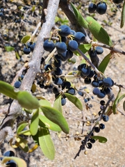 Forestiera macrocarpa