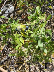 Forestiera macrocarpa