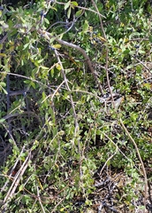 Forestiera macrocarpa