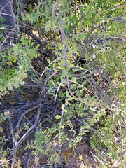 Forestiera macrocarpa