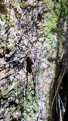 Pachyrhamma acanthocerum