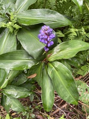 Dichorisandra thyrsiflora