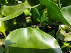 Ceriagrion cerinorubellum