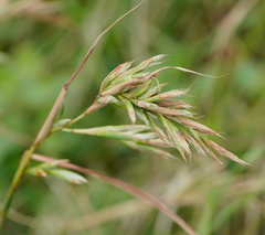 Cymbopogon tortilis