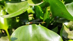 Ceriagrion cerinorubellum