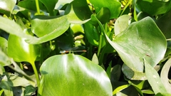 Ceriagrion cerinorubellum