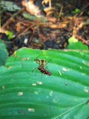 Micrathena acuta