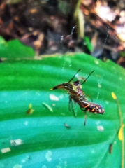 Micrathena acuta