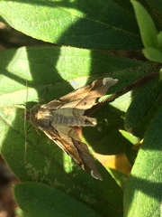 Krananda latimarginaria