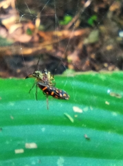 Micrathena acuta