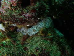 Distaplia occidentalis