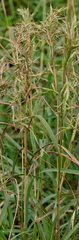 Cymbopogon tortilis