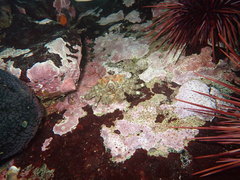 Phyllolithodes papillosus