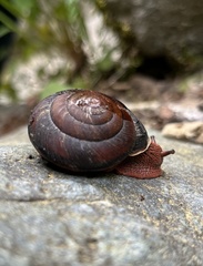Monadenia infumata