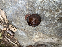 Monadenia infumata