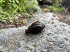 Monadenia infumata
