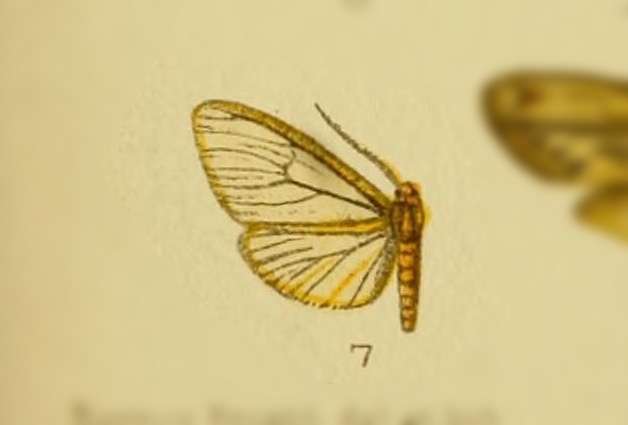 Agaraea ockendeni