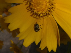 Lepyronia coleoptrata