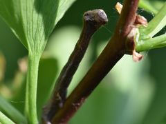 Ectropis crepuscularia