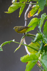 Euphonia luteicapilla