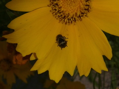 Lepyronia coleoptrata