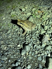 Rhinella horribilis