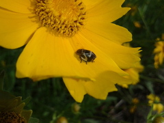 Lepyronia coleoptrata