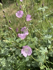 Sidalcea asprella asprella