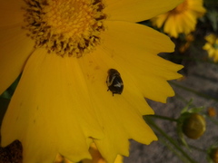 Lepyronia coleoptrata