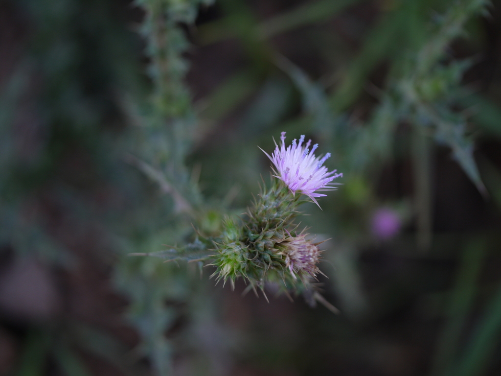 West Himalayan Cotton Thistle