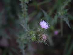 Carduus tenuiflorus