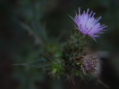 Carduus tenuiflorus