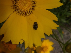 Lepyronia coleoptrata