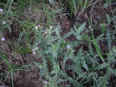 Carduus tenuiflorus