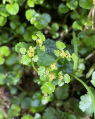 Chrysosplenium glechomifolium