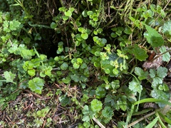 Chrysosplenium glechomifolium